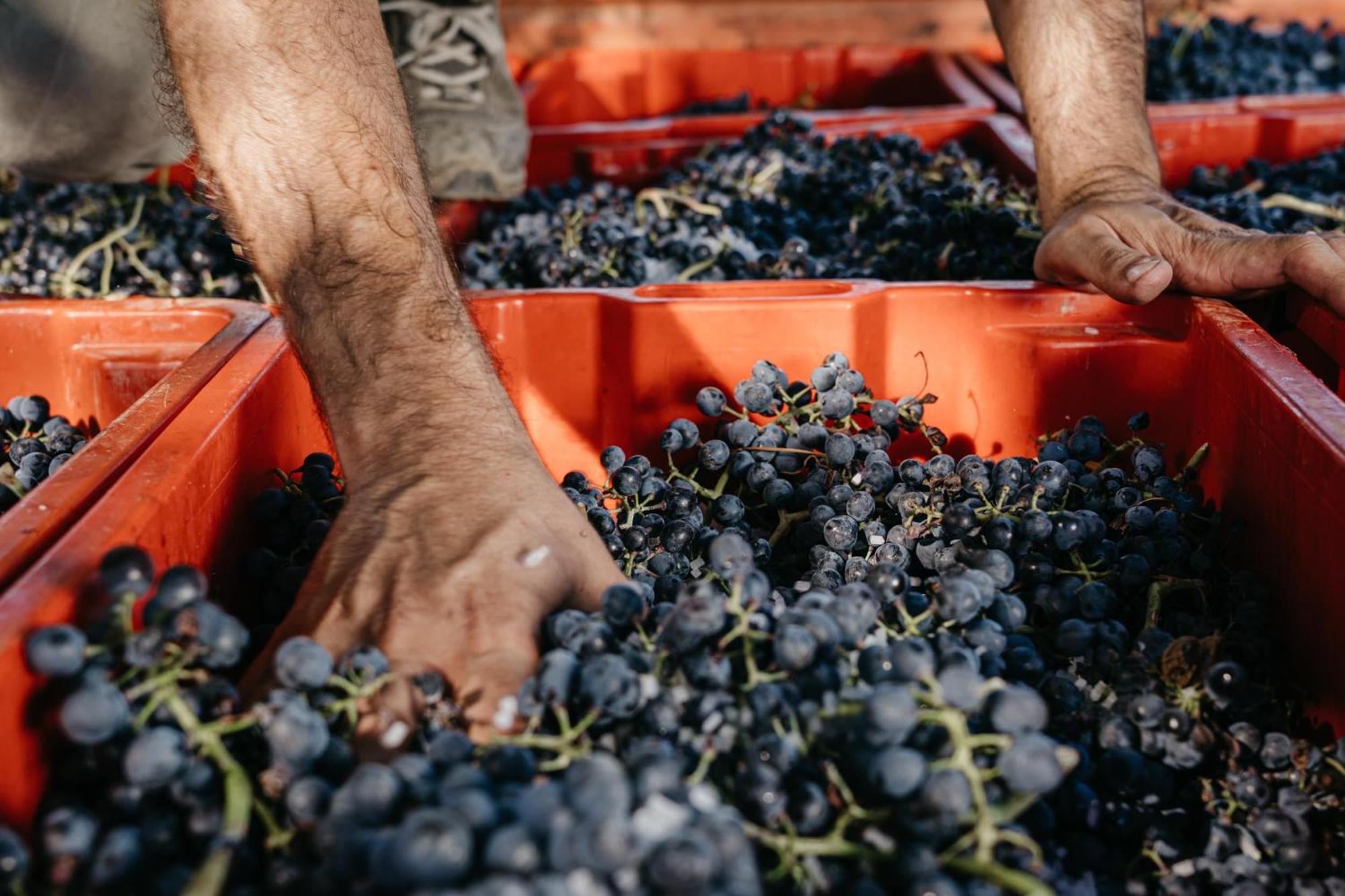 Il Querciolo - Azienda Biologica, Agriturismo E Cantina Marciano della Chiana Εξωτερικό φωτογραφία