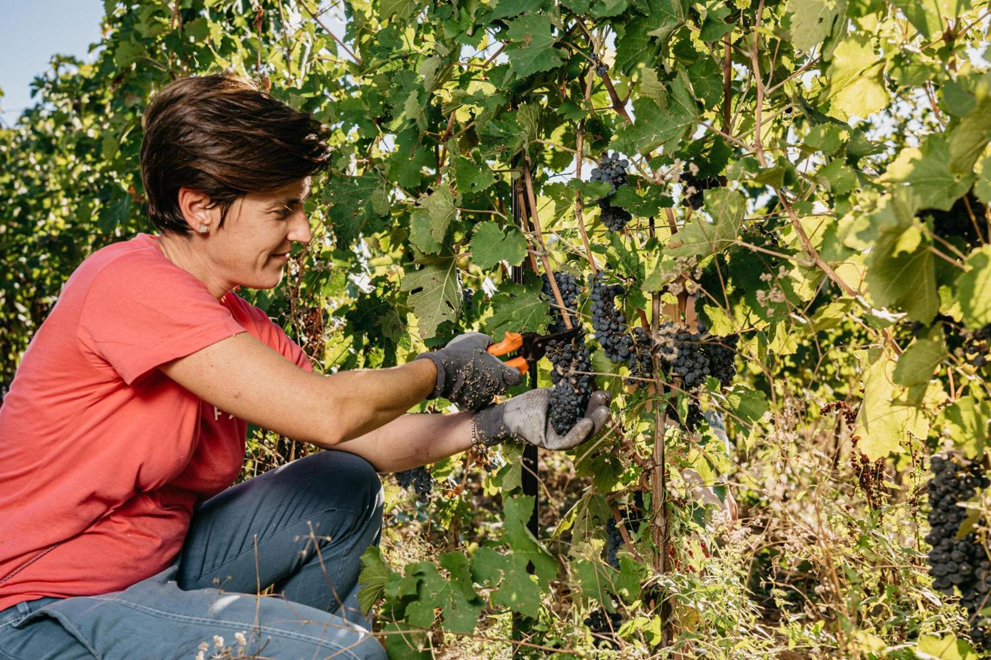 Il Querciolo - Azienda Biologica, Agriturismo E Cantina Marciano della Chiana Εξωτερικό φωτογραφία