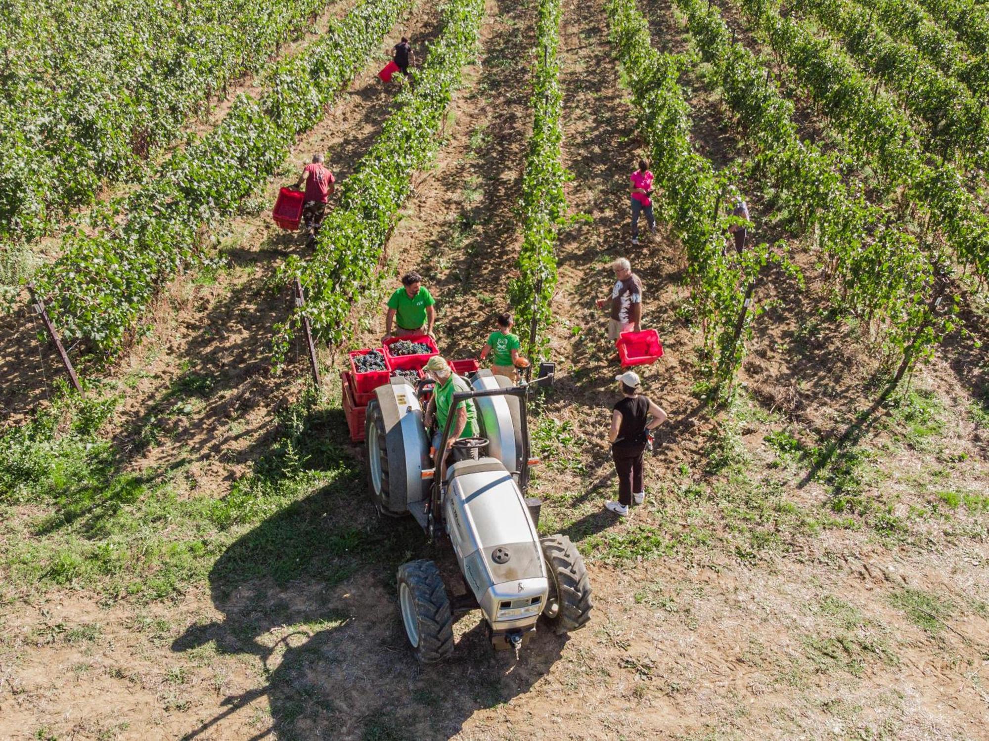 Il Querciolo - Azienda Biologica, Agriturismo E Cantina Marciano della Chiana Εξωτερικό φωτογραφία