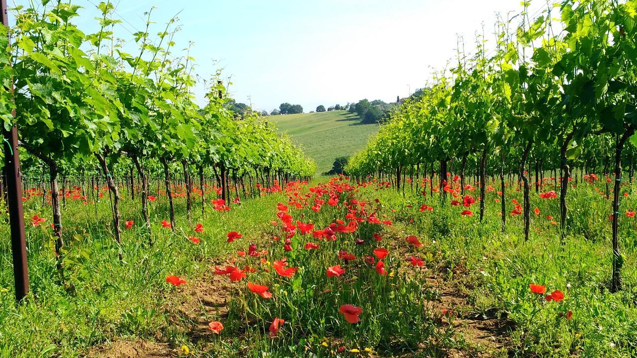 Il Querciolo - Azienda Biologica, Agriturismo E Cantina Marciano della Chiana Εξωτερικό φωτογραφία